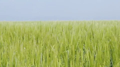 Fields of green wheat young plants agriculture background footage Stock Footage 69093527