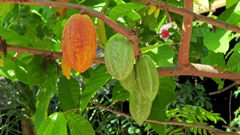 The fields growing and planting cocoa. Video stock 305722691