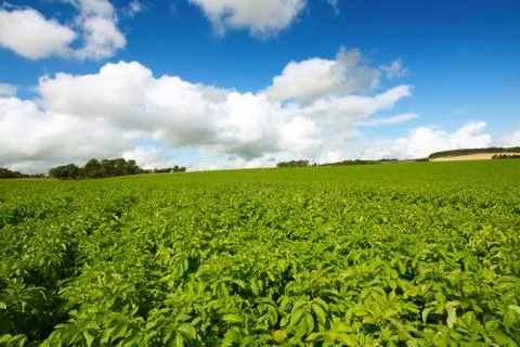 Fields of growing potatoes Stock Photos