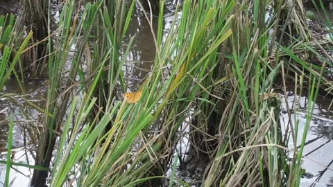 Fields that have been harvested are flooded. Remains of rice crop cutting Stock Footage 224714245