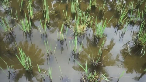 Fields that have been harvested are flooded. Remains of rice crop cutting Stock Footage 224715570