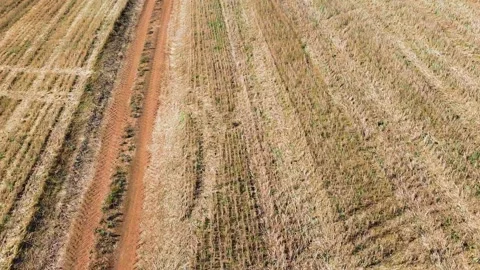 Fields with hay and olive plantations. Aerial view fast  flight Stock Footage 139915403