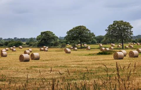 Fields of hay bales waiting to be collected and taken into the barn Stock Photos
