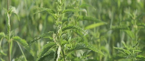 Fields of healthy common nettle plant 4k scope video Stock Footage 312089321