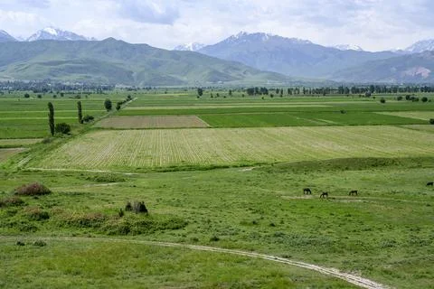 Fields, a herd of cows and horses, a distant village and mountains in Kyrgyzstan Stock Photos