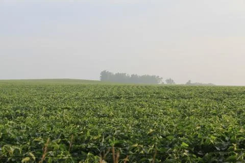 The fields of illinois Stock Photos