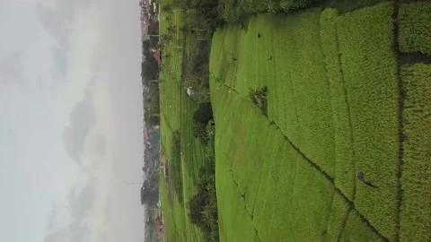 Fields in Indonesia. (vertical video). Stock Footage 155998421