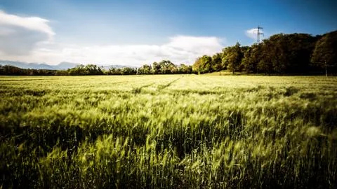 Fields of Italy in a spring day Stock Photos