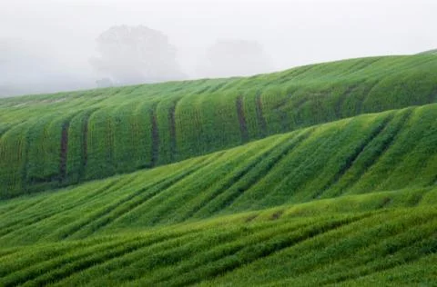 Fields in italy - tuscany in spring Stock Photos