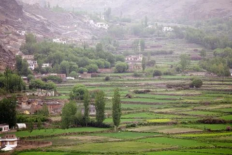 Fields in Ladakh, India Stock Photos