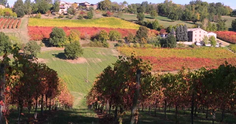 Fields of Lambrusco vines in autumn Stock Footage 163379224