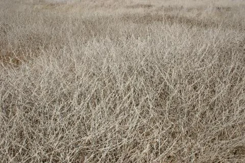 Fields of Lavendar Stock Photos