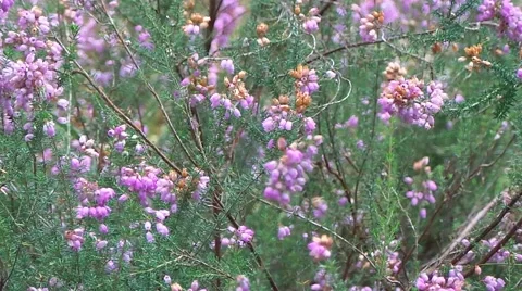 Fields of lavender 1 Stock Footage 50881976