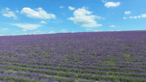 Fields of lavender, aerial video Stock Footage 77456072