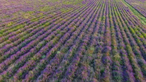 Fields of lavender, aerial video Stock Footage 77522763