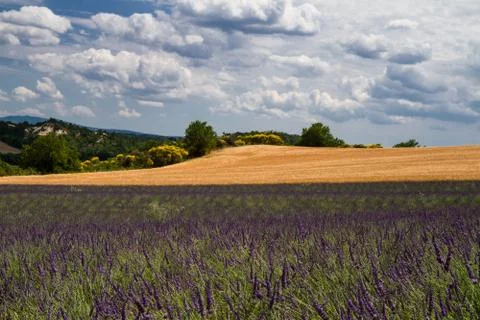 Fields of lavender and wheat Stock Photos