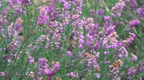 Fields of lavender Stock Footage 50881893