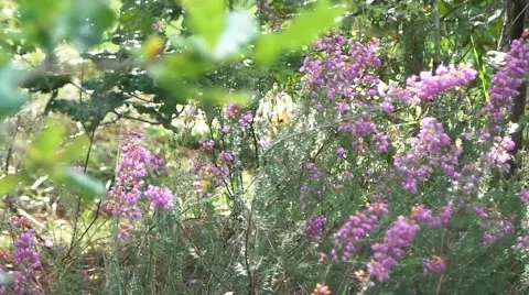 Fields of lavender in the forest Video stock 50884795