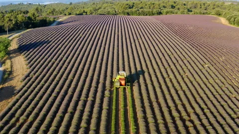 Fields of lavender harvesting with combine tractor in stunning landscape Stock Footage 321627396