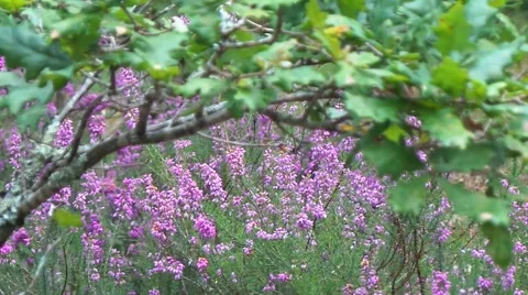 Fields of lavender leaves and tree Stock Footage 50884560