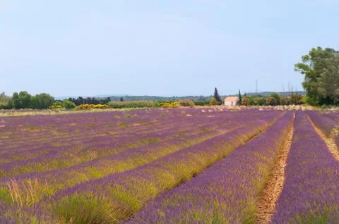 Fields of lavender Stock Photos
