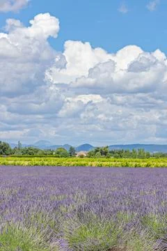 Fields of lavender in Provence Stock-Fotos