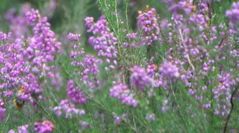 Fields of lavender in the wood Stock Footage 50884348
