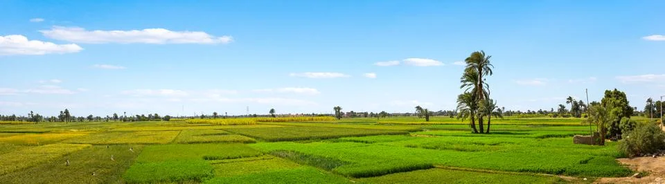 Fields of Luxor Stock Photos