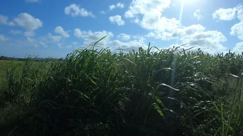 Fields in Mackay Queensland Stock Footage 169276073
