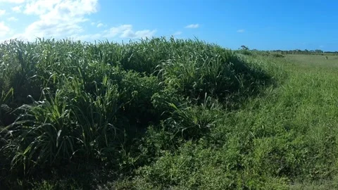 Fields in Mackay Queensland Stock Footage 169279807