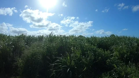 Fields in Mackay Queensland Stock Footage 169279809