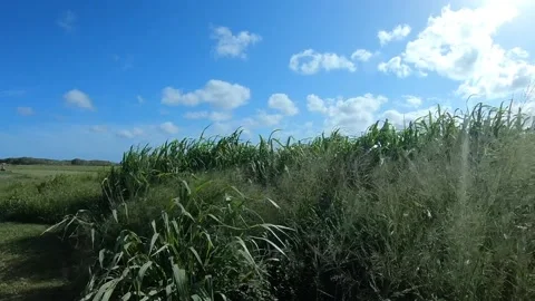 Fields in Mackay Queensland Stock Footage 169279810
