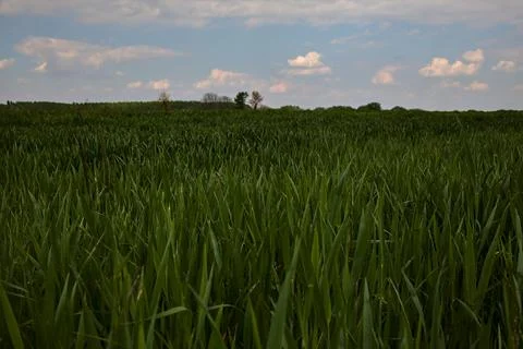 Fields of maize in early stage of growth on a cloudy day in spring Stock Photos