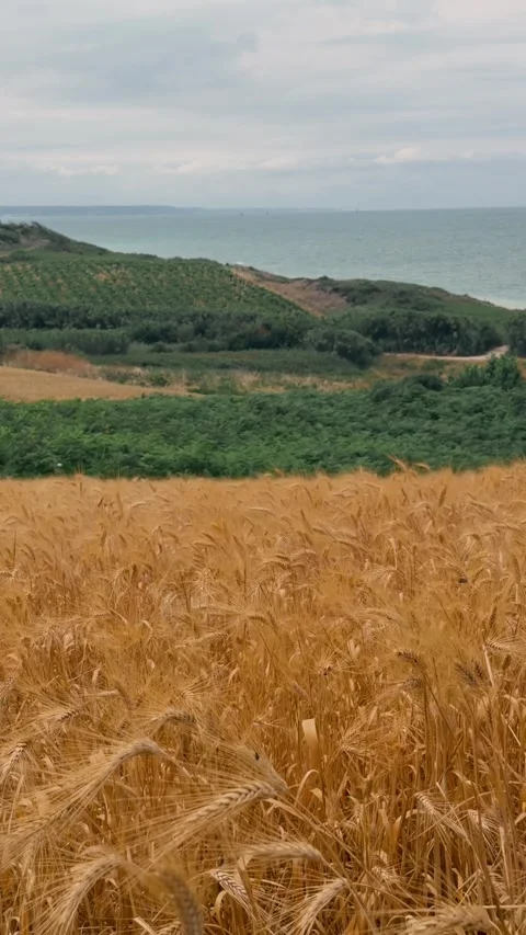 Fields meet ocean in a coastal landscape during an overcast day Stock Footage 343375627