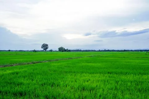 Fields in the morning. Stock Photos