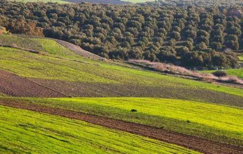 Fields in morocco Stock Photos