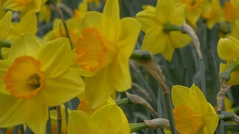 Fields of Mountain Daffodils Stock Footage 84325106