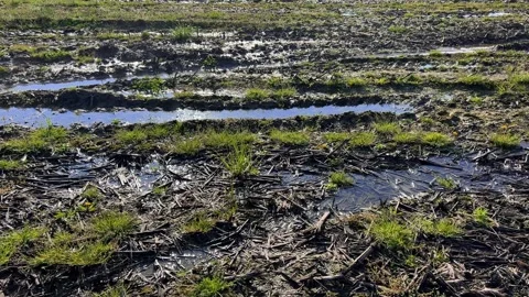 Fields with muddy marshes Stock Footage 270331711