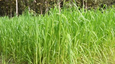 Fields of Napier grass 库存影片 332585325