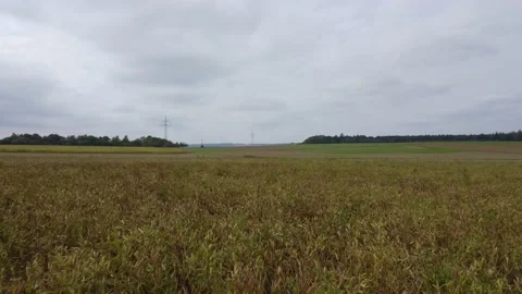 Fields near forest and road Stock Footage 171758883