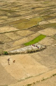 Fields in nepal Stock Photos