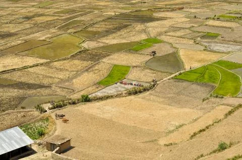 Fields in Nepal Stock Photos