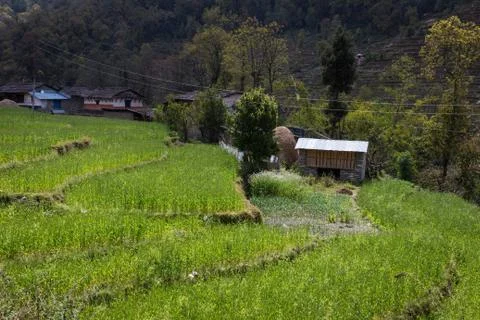 Fields in Nepal Stock Photos