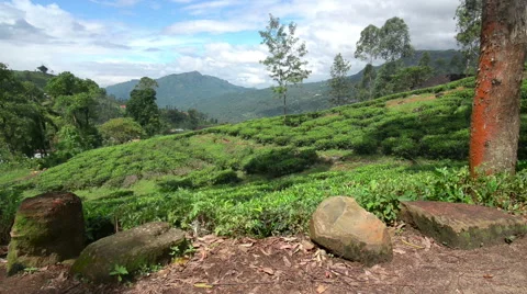 Fields of Nuwara Eliya Stock Footage 60258151