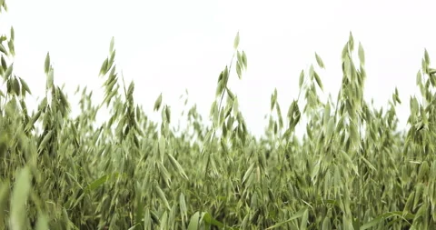Fields with oat Avena sativa bio gold, grown extensively as grain, shot detail Stock Footage 93109251