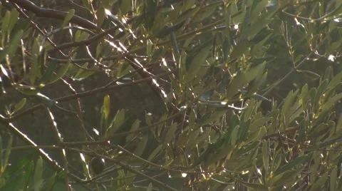 Fields of olive trees Stock Footage 53338036