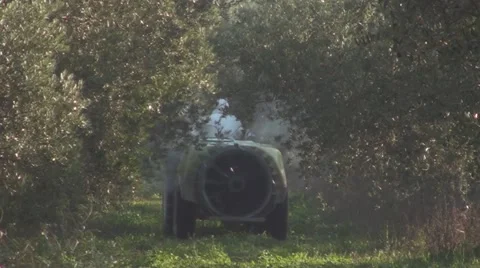 Fields of olive trees Stock Footage 53338121