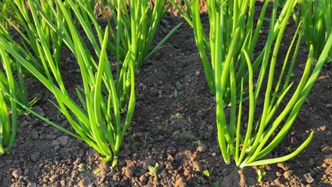 Fields of onion on the farm, growing green onion Stock Footage 246325595