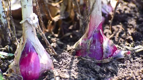 Fields of onion on the farm, growing green onion Stock Footage 287537227