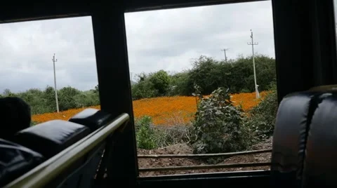 Fields of orange flowers by the road Video stock 60733215